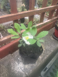 Hellebore Ice Breaker Max