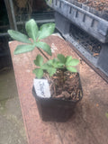 Hellebore Jasper