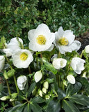 Hellebore Jasper