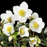 Hellebore Jacobs Classic