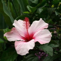 Hibiscus Pink Gem