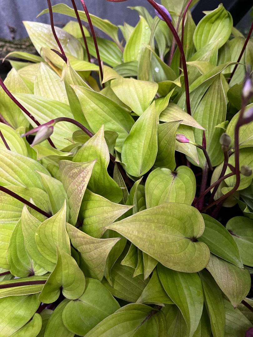 First Blus Tree Hosta First Blush – A4dibble Plants