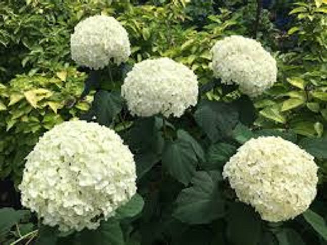 Shop Shrubs – Page 11 – A4dibble Plants