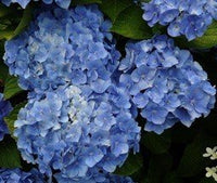 Hydrangea Bodensee