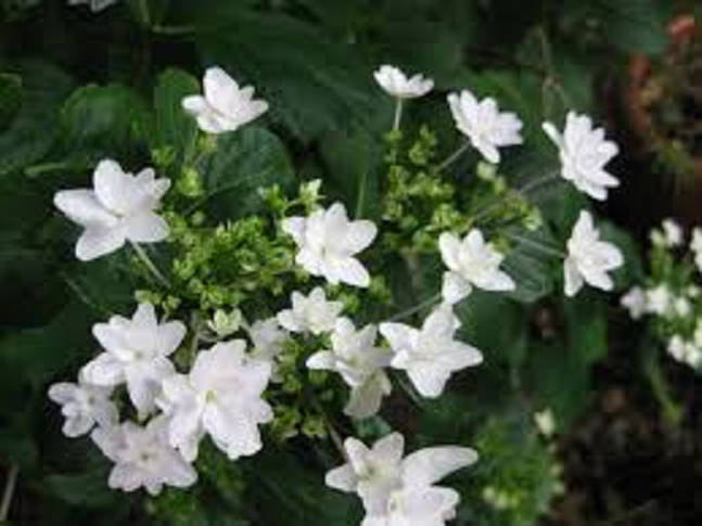Hydrangea Fuji Waterfall – A4dibble Plants