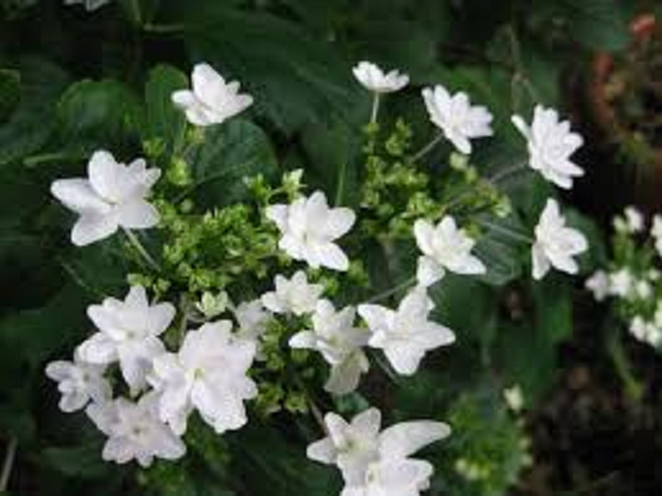 Hydrangea Fuji Waterfall