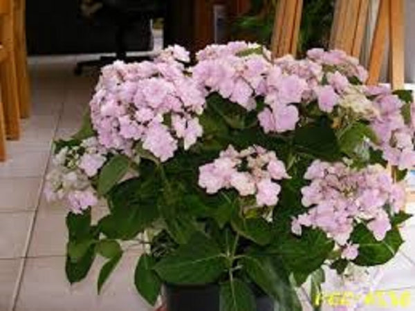 Hydrangea Hobella