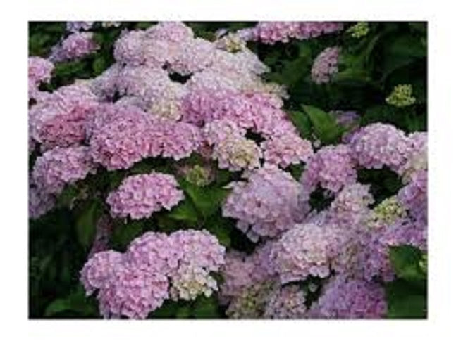 Hydrangea Hopaline – A4dibble Plants