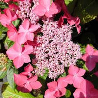 Hydrangea Selina