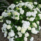 Hydrangea The Swan