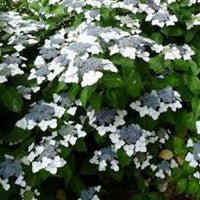 hydrangea White Wave