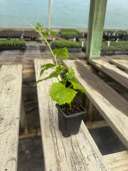 Karela - Bittler melon