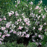 Lavatera Barnsley