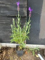 Lavender Major