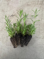 Lavender Munstead - English Lavender (x10, bare rooted)