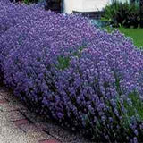 Lavender Munstead - English Lavender (x10, bare rooted)