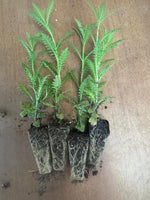 Lavender Dentata (x10, bare rooted)