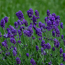 Lavender Lavance