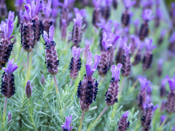 Lavender Major