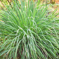 Cymbopogon citratus - Lemon grass (x10, bare rooted)