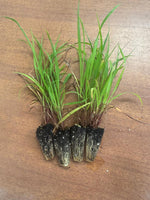 Cymbopogon citratus - Lemon grass (x10, bare rooted)