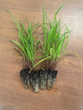 Cymbopogon citratus - Lemon grass (x10, bare rooted)