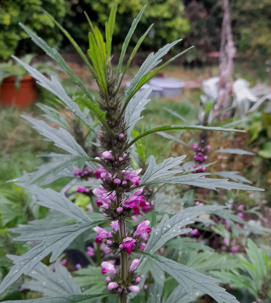 Leonorus Sibiricus x 10 bare rooted - motherwort