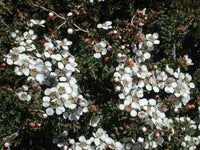 Leptospermum Mercury Island
