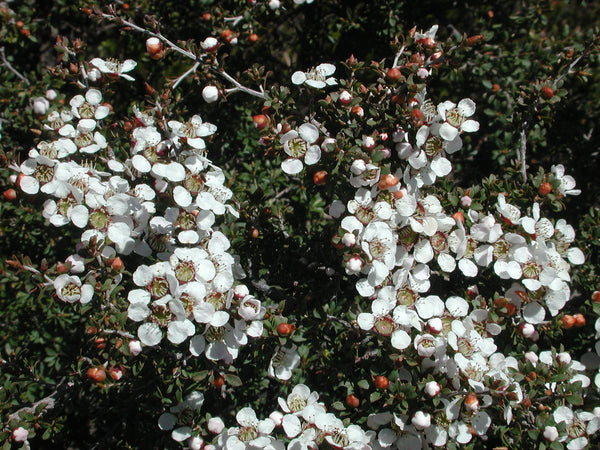 Leptospermum Mercury Island