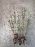Leptospermum scoparium - Manuka x 10 bare rooted plants