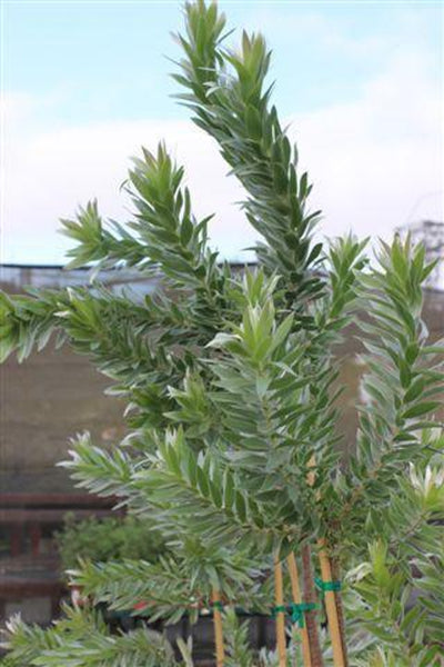 Leucadendron Argentum