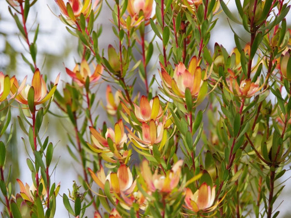 Leucadendron Clone 91