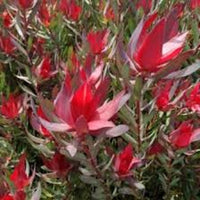 Leucadendron Julie