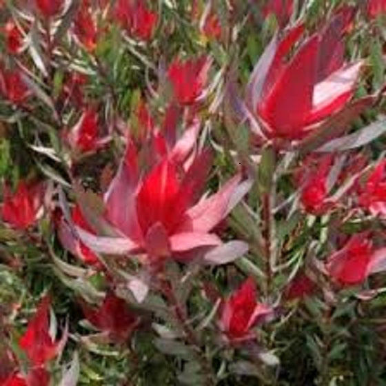 Leucadendron Julie