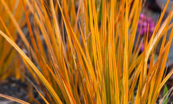 Libertia Peregrinans