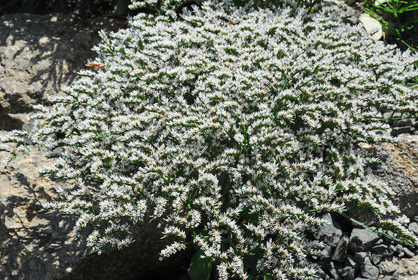 Limonium Tartarica - Perennial Statice