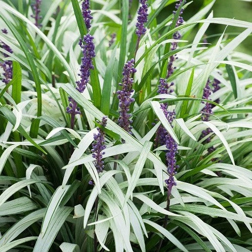 Liriope Okina – A4Dibble Plants