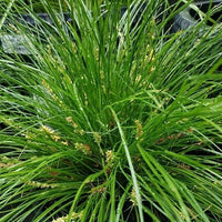 Lomandra Misty green