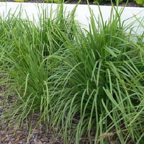 Lomandra Green Allure