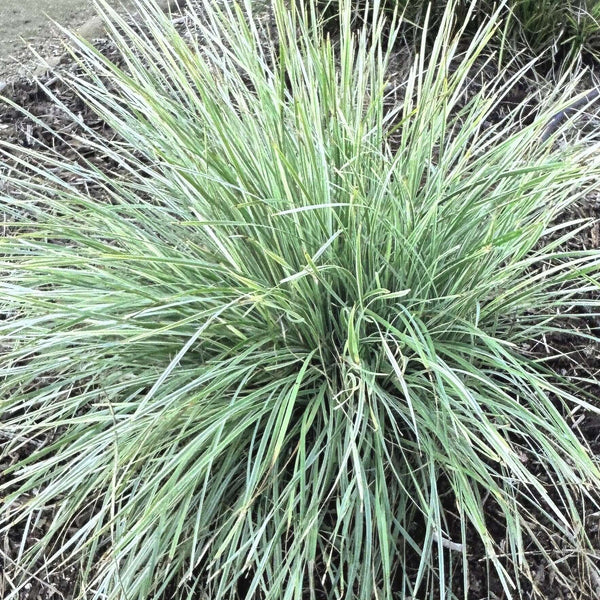 Lomandra Arctic Frost