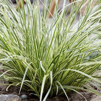 Lomandra variegata