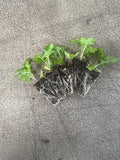 Matricaria Baya White x 10 bare rooted