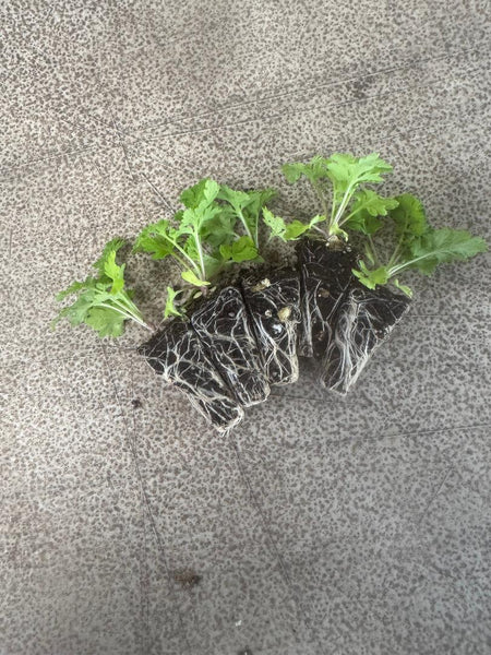 Matricaria Baya White x 10 bare rooted