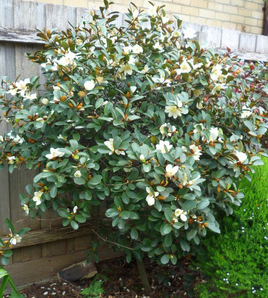 Michelia Yunnanensis (x50)