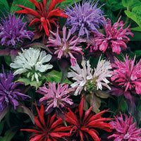 Monarda Panorama Mixed - Bergamot