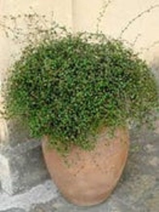 Muehlenbeckia Astonii