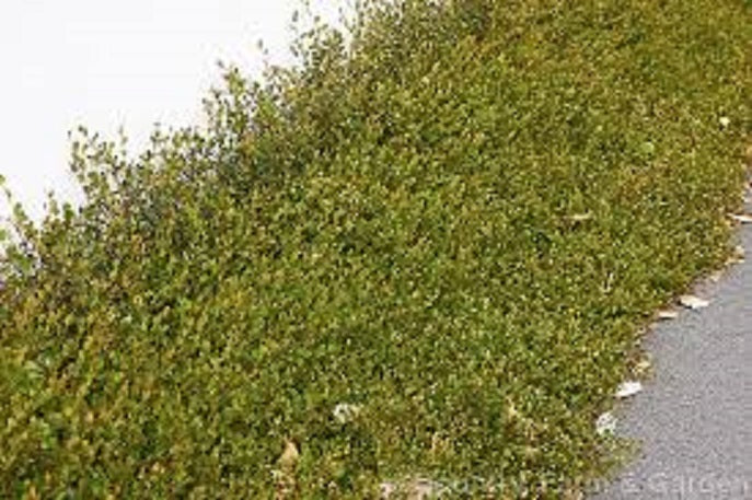 Muehlenbeckia Axillaris – A4 Dibble Plants