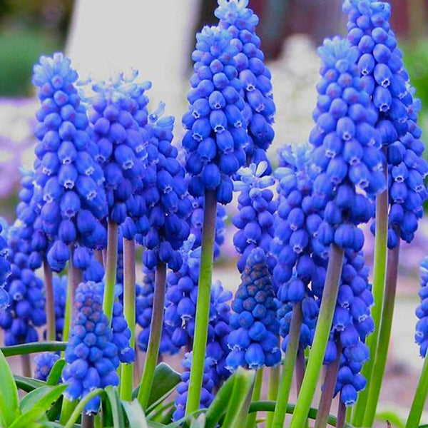 Muscari Armeniacum - Grape Hyacinth