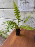 Nephrolepis Biserrata Macho