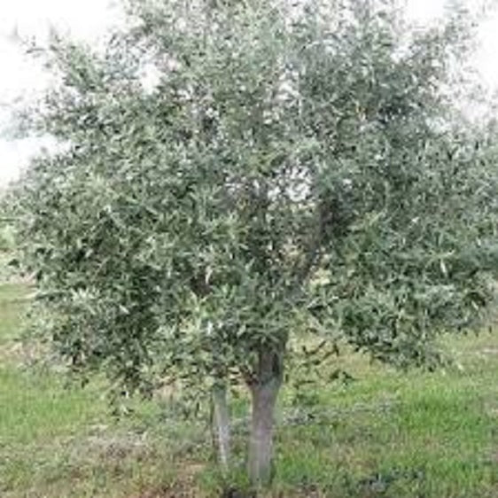 Olives, for hedges (x50, mixed)